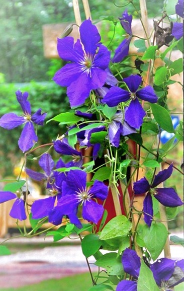 purple flowers